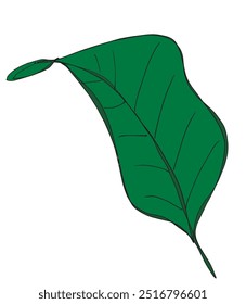Outline illustration vector image of a leaf.
Hand drawn artwork of a leaf.
Simple cute original logo.
Hand drawn vector illustration for posters.
