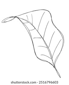 Esquema ilustración Vector Imagen de una hoja.
Dibujado a mano obra de arte de una hoja.
Logo original lindo simple.
Ilustración vectorial dibujada a mano para carteles.