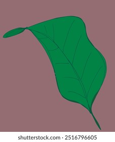 Outline illustration vector image of a leaf.
Hand drawn artwork of a leaf.
Simple cute original logo.
Hand drawn vector illustration for posters.
