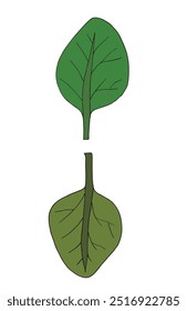Vektorgrafik eines Blattes mit einer Kontur.
Handgezeichnetes Kunstwerk eines Blattes.
Einfaches, niedliches Original-Logo.
Handgezeichnete Vektorgrafik für Poster.