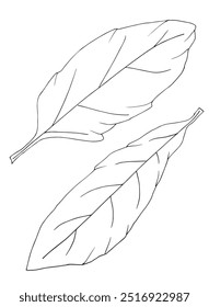 Esquema ilustración Vector Imagen de una hoja.
Dibujado a mano obra de arte de una hoja.
Logo original lindo simple.
Ilustración vectorial dibujada a mano para carteles.