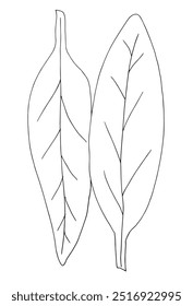 Outline illustration vector image of a leaf.
Hand drawn artwork of a leaf.
Simple cute original logo.
Hand drawn vector illustration for posters.