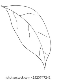 Outline illustration vector image of a leaf.
Hand drawn artwork of a leaf.
Simple cute original logo.
Hand drawn vector illustration for posters.