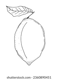 Ilustración de esquema de imagen vectorial de un limón.
Obra artística de mano de un limón. 
Simple y lindo logo original.
Ilustración vectorial dibujada a mano para afiches, tarjetas, camisetas.