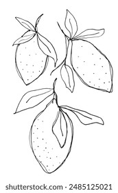 Outline illustration vector image of a lemons.
Hand drawn artwork of a lemons.
Simple cute original logo.
Hand drawn vector illustration for posters.