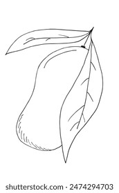 Esquema ilustración Imagen de Vector de un mango.
Obra de arte dibujada a mano de un mango.
Simple lindo logotipo original.
Ilustración vectorial dibujada a mano para carteles.