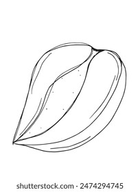 Outline illustration vector image of a mango.
Hand drawn artwork of a mango.
Simple cute original logo.
Hand drawn vector illustration for posters.