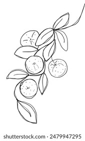 Outline illustration vector image of an orange.
Hand drawn artwork of an orange.
Simple cute original logo.
Hand drawn vector illustration for posters.