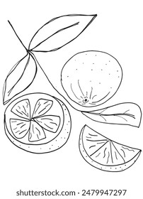 Ilustración de contorno Imagen de Vector de una naranja.
Dibujo a mano de una naranja.
Simple lindo logotipo original.
Ilustración vectorial dibujada a mano para carteles.
