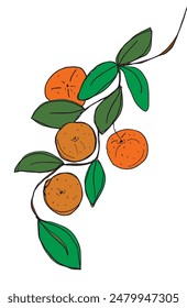 Outline illustration vector image of an orange.
Hand drawn artwork of an orange.
Simple cute original logo.
Hand drawn vector illustration for posters.
