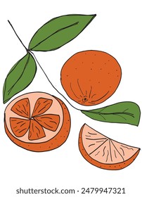 Outline illustration vector image of an orange.
Hand drawn artwork of an orange.
Simple cute original logo.
Hand drawn vector illustration for posters.