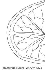 Outline illustration vector image of an orange.
Hand drawn artwork of an orange.
Simple cute original logo.
Hand drawn vector illustration for posters.