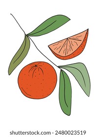 Outline illustration vector image of an orange.
Hand drawn artwork of an orange.
Simple cute original logo.
Hand drawn vector illustration for posters.