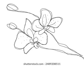 Outline illustration vector image of an orchid.
Hand drawn artwork of an orchid.
Simple cute original logo.
Hand drawn vector illustration for posters.