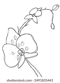 Umriss Illustration Vektorgrafik Bild einer Orchidee.
Handgezeichnetes Kunstwerk einer Orchidee.
Einfaches, niedliches Original-Logo.
Handgezeichnete Vektorillustration für Poster.