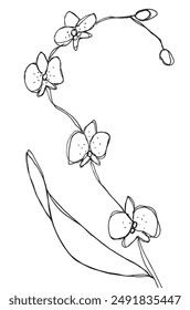 Outline illustration vector image of an orchid.
Hand drawn artwork of an orchid.
Simple cute original logo.
Hand drawn vector illustration for posters.