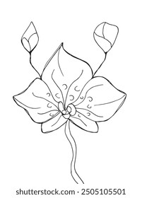 Outline illustration vector image of an orchid.
Hand drawn artwork of an orchid flower.
Simple cute original logo.
Hand drawn vector illustration for posters.