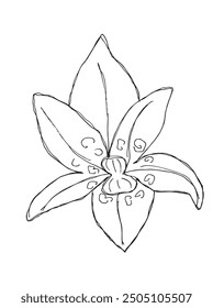 Outline illustration vector image of an orchid.
Hand drawn artwork of an orchid flower.
Simple cute original logo.
Hand drawn vector illustration for posters.
