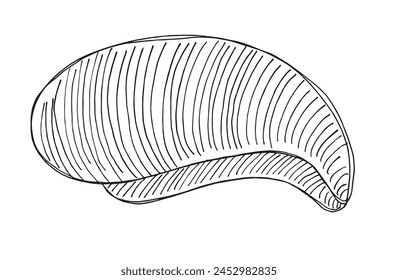 Outline illustration vector image of an oyster.
Hand drawn artwork of an oyster.
Simple cute original logo.
Hand drawn vector illustration for posters.