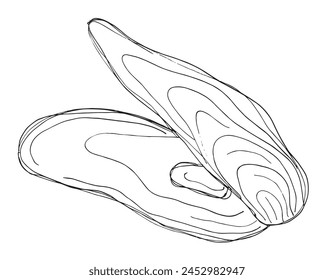 Outline illustration vector image of an oyster.
Hand drawn artwork of an oyster.
Simple cute original logo.
Hand drawn vector illustration for posters.