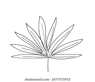 Ilustración de contorno Imagen de Vector de una hoja de palma.
Dibujado a mano de una hoja de palma.
Simple lindo logotipo original.
Ilustración vectorial dibujada a mano para carteles.