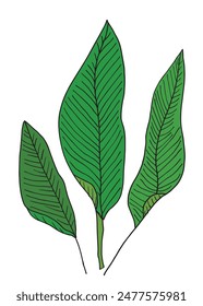 Outline illustration vector image of a palm leaf.
Hand drawn artwork of a palm leafs.
Simple cute original logo.
Hand drawn vector illustration for posters.