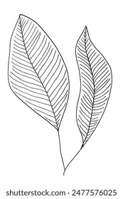 Ilustración de contorno Imagen de Vector de una hoja de palma.
Dibujado a mano de una hoja de palma.
Simple lindo logotipo original.
Ilustración vectorial dibujada a mano para carteles.