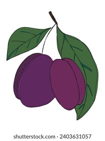 Outline illustration vector image of a plum.
Hand drawn artwork of a plums.
Simple cute original logo.
Hand drawn vector illustration for posters