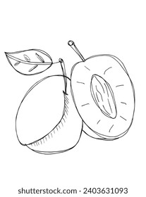 Outline illustration vector image of a plum.
Hand drawn artwork of a plums.
Simple cute original logo.
Hand drawn vector illustration for posters