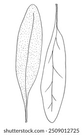 Imagem vetorial da ilustração do contorno de um estágio.
Arte desenhada à mão de um sábio.
Simples bonito logotipo original.
Ilustração vetorial desenhada à mão para cartazes.