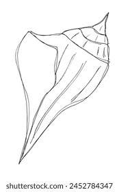 Outline illustration vector image of a seashell.
Hand drawn artwork of a seashells.
Simple cute original logo.
Hand drawn vector illustration for posters.