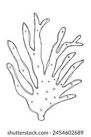 Outline illustration vector image of a seaweed.
Hand drawn artwork of a seaweed.
Simple cute original logo.
Hand drawn vector illustration for posters.