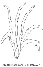 Outline illustration vector image of a seaweed.
Hand drawn artwork of a seaweed.
Simple cute original logo.
Hand drawn vector illustration for posters.