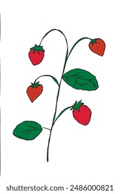 Outline illustration vector image of a  strawberry.
Hand drawn artwork of a strawberry.
Simple cute original logo.
Hand drawn vector illustration for posters.
