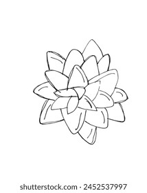 Outline illustration vector image of a succulent.
Hand drawn artwork of a succulent.
Simple cute original logo.
Hand drawn vector illustration for posters.