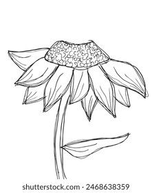 Outline illustration vector image of a  sunflower.
Hand drawn artwork of a sunflower.
Simple cute original logo.
Hand drawn vector illustration for posters.