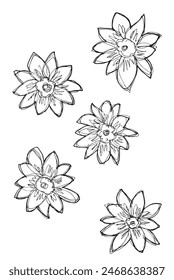 Outline illustration vector image of a  sunflower.
Hand drawn artwork of a sunflower.
Simple cute original logo.
Hand drawn vector illustration for posters.