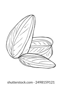 Outline illustration vector image of a sunflower seed.
Hand drawn artwork of a sunflower seeds.
Simple cute original logo.
Hand drawn vector illustration for posters.