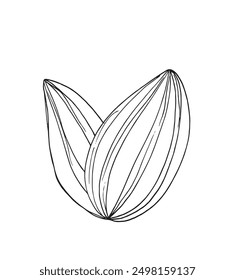 Outline illustration vector image of a sunflower seed.
Hand drawn artwork of a sunflower seeds.
Simple cute original logo.
Hand drawn vector illustration for posters.