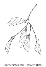 Outline illustration vector image of a sycamore seeds.
Hand drawn artwork of a sycamore seeds.
Simple cute original logo.
Hand drawn vector illustration for posters.