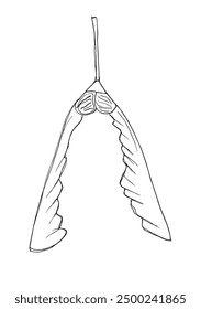 Outline illustration vector image of a sycamore seeds.
Hand drawn artwork of a sycamore seeds.
Simple cute original logo.
Hand drawn vector illustration for posters.