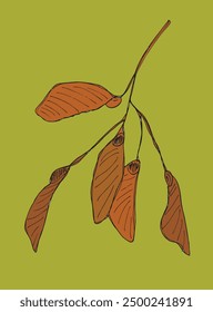 Outline illustration vector image of a sycamore seeds.
Hand drawn artwork of a sycamore seeds.
Simple cute original logo.
Hand drawn vector illustration for posters.