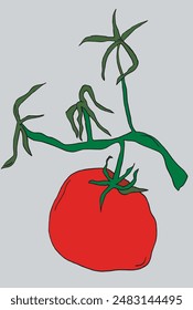 Umriss Illustration Vektorgrafik Bild einer Tomate.
Handgezeichnetes Kunstwerk einer Tomate.
Einfaches, niedliches Original-Logo.
Handgezeichnete Vektorillustration für Poster.