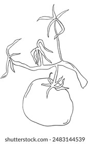 Outline illustration vector image of a tomato.
Hand drawn artwork of a tomato.
Simple cute original logo.
Hand drawn vector illustration for posters.