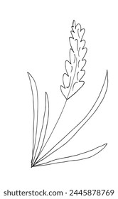 Outline illustration vector image of a wheat.
Hand drawn artwork of a wheat.
Simple cute original logo.
Hand drawn vector illustration for posters.