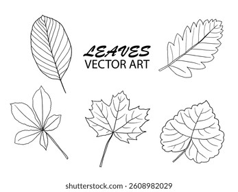 Outline Illustrations of Various Types of Leaves on a White Background