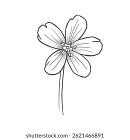 Outline image of a flower on a white background. Delicate line art illustration of garden flower with five slightly overlapping petals, a slender stem, and fine central details. 