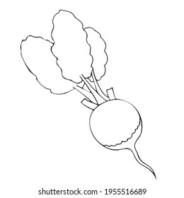 An outline image of a root vegetable or radish, a vegetable with leaves, tops. Line art by hand. Vector illustration. Summer season