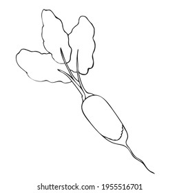 An outline image of a root vegetable or radish, a vegetable with leaves, tops. Line art by hand. Vector illustration. Summer season