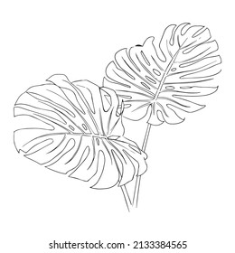 Imagen de contorno. Dos hojas de monstera sobre un fondo blanco. Ilustración vectorial.